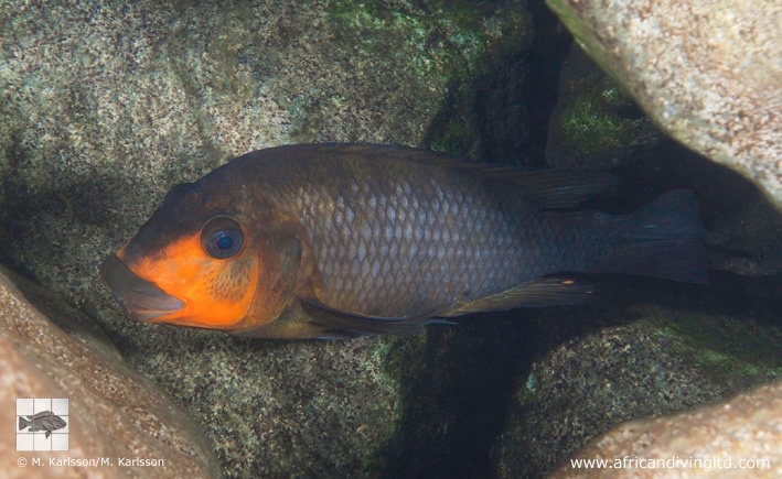 Petrochromis sp. 'kasumbe rainbow' Southern Tanzania